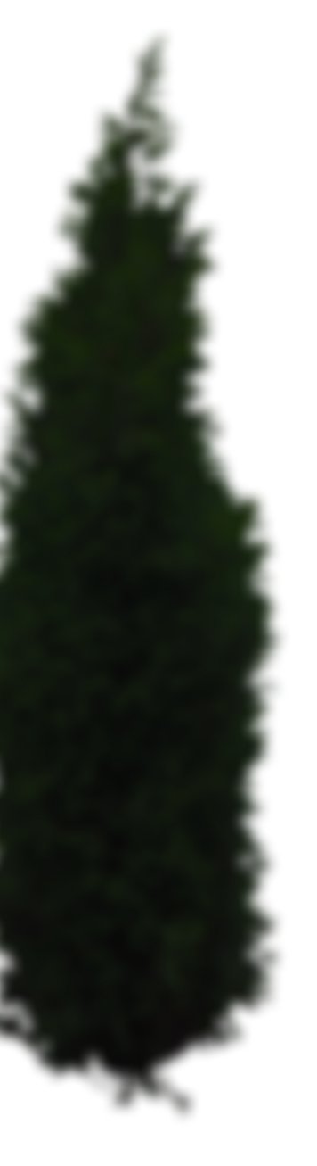 thuja