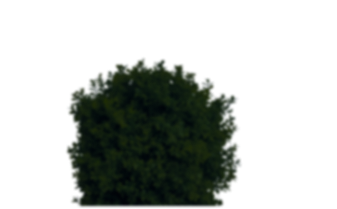 thuja