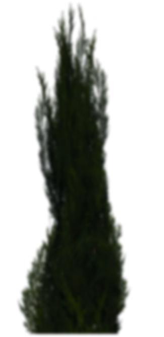 thuja