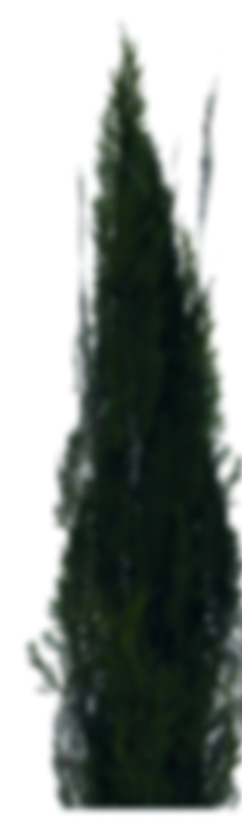 thuja