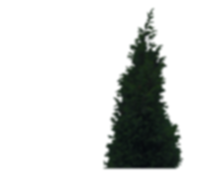 thuja